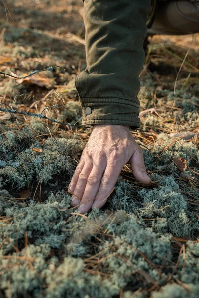 男は秋の森を歩いている間に苔に手を入れて — ストック写真