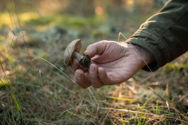 Unrecognizable man holding mushroom while picking it for cooking — Stock Photo, Image