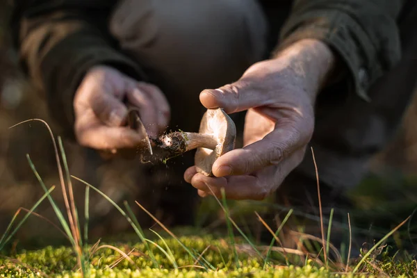 Yaşlı adam ormanda diz çöktü ve toplamadan sonra mantar ve bıçak tuttu.