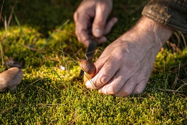Adam ormanda yürürken mantar topluyor ve bıçakla kesiyor.