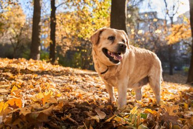 Labrador köpeği sonbahar yapraklarının başında dikildi ve dilini çıkardı.