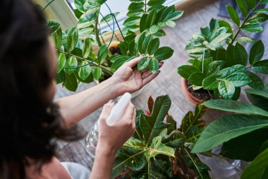 Çiçekleriyle evde vakit geçirirken evcil bitkilerine gübre sıkan bir kadın.