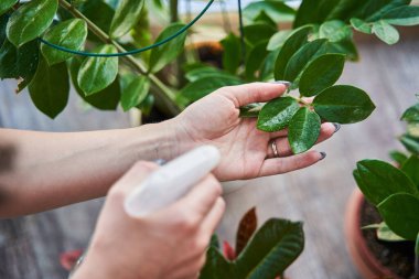 Kadın bahçıvan evcil bitkilerine ve çiçeklerine gübre püskürtüyor.