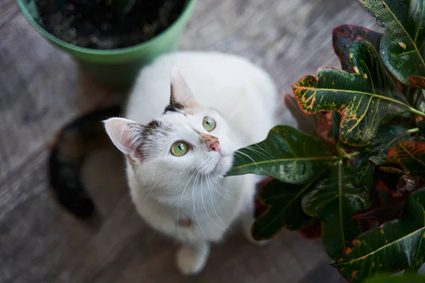 Gato doméstico con ojos verdes sentado alrededor de las macetas con flores, mientras pasa tiempo en casa —  Fotos de Stock