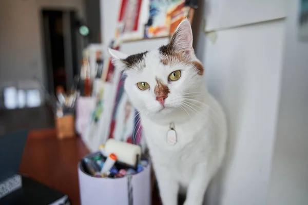 Chat tacheté blanc aux yeux verts assis à la maison avec beaucoup de peintures à l'arrière-plan — Photo