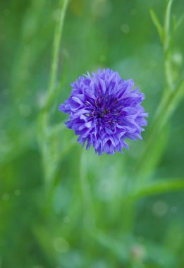 Bekar Mavi Cornflower. Centaurea siyanus. Yaz manzarası. Doğal arkaplan.