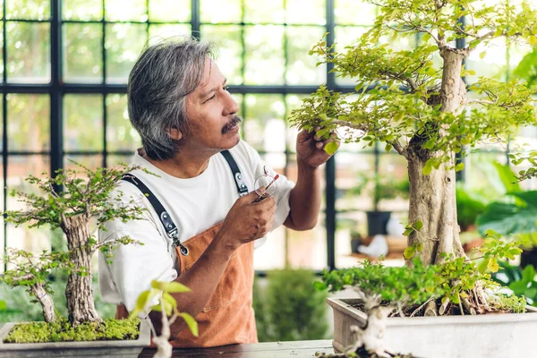 Boldog Kertész Ázsiai Idősebb Idős Férfi Nézi Fiatal Növény Öntözés — Stock Fotó