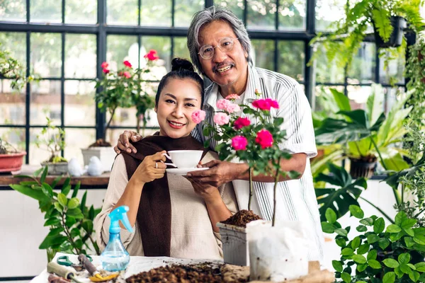 Happy gardener senior old eldery couple looking at young plant watering and gardening with potted plants taking care small tree in garden at home.Retirement concept