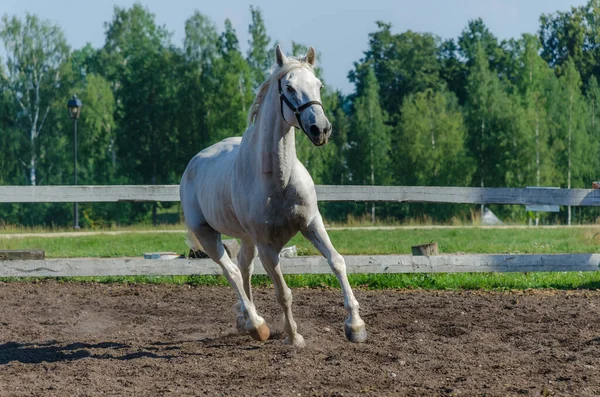 Egy Fehér Járkál Egy Lovas Kifutón Istálló Közelében Egy Meleg — Stock Fotó