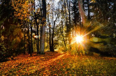 A fragment of the landscape of the autumn Pavlovsky Park, near St. Petersburg, illuminated by evening sunlight. Autumn, 2020.