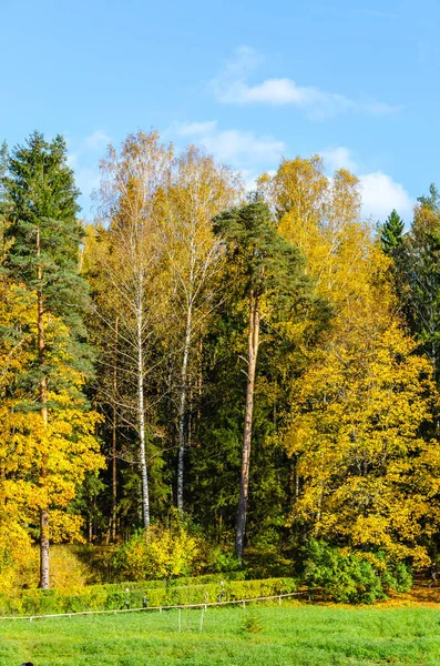 Autumn Landscape Pavlovsk Park Petersburg Autumn 2021 — 图库照片