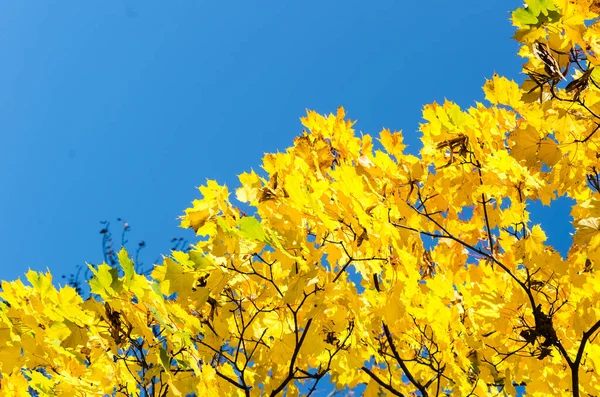 Гілка Осіннім Листям Кленового Жовтого Кольору Тлі Блакитного Неба Парку — стокове фото