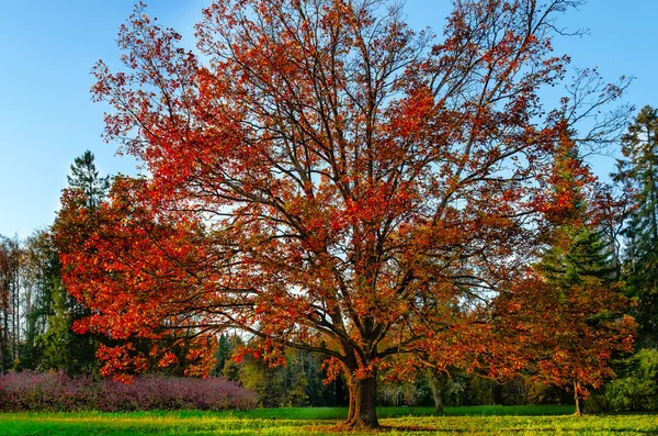 在蓝天的映衬下 一棵孤零零的橡树在一片绿茵的草地上 用红叶装饰着秋天的公园 — 图库照片