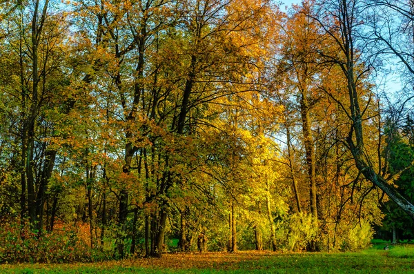Autumn Landscape Pavlovsk Park Petersburg Autumn 2021 — стокове фото