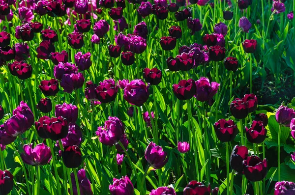Buds Dark Purple Tulips Many Buds Dark Purple Blossoming Tulipas — Fotografia de Stock