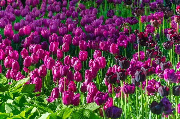 Buds Dark Purple Tulips Many Buds Dark Purple Blossoming Tulipas — Fotografia de Stock