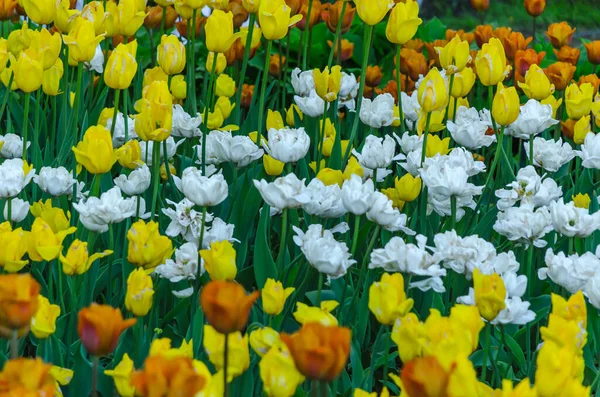 Muitos Botões Tulipas Amarelas Brancas Florescentes Laranja — Fotografia de Stock