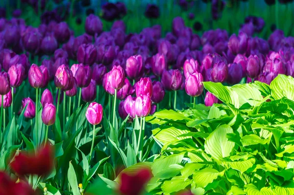 Buds Dark Purple Tulips Many Buds Dark Purple Blossoming Tulipas — Fotografia de Stock