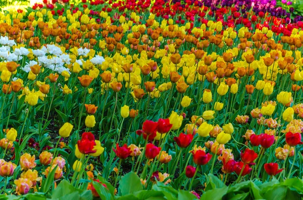 Bilhetes Tulipas Amarelas Vermelhas Jardim Muitos Botões Tulipas Florescentes Amarelas — Fotografia de Stock