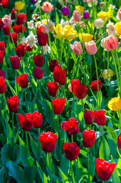 Cama Flores Tulipas Brancas Vermelhas Rosa Grama Verde Jardim — Fotografia de Stock