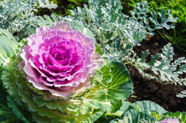 Bahçede büyük güzel bir gül goncasıyla lahana başı açar.