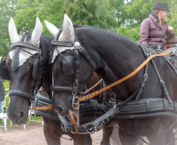 Saint Petersburg Russia September 2020 Cart Pulled Pair Black Horses — Stock Photo, Image