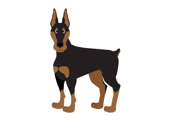 Векторная Иллюстрация Собаки Добермана Белом Фоне — стоковый вектор