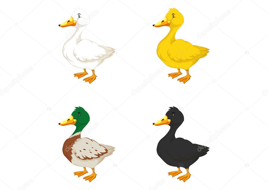 Illustration of four different colored ducks on a white background.Different colored ducks