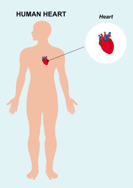 İnsan kalbi anatomisi. İnsan kalbinin izole edilmiş vektör çizimi