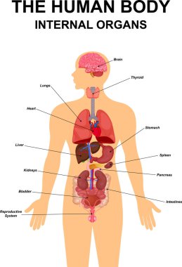 İnsan vücudunun iç organları, ikonlar, resimler, konum adı ve tanımlar vektör illüstrasyonu içeren düz bilgi poster şeması. Kalp, beyin, karaciğer ve böbrekler, erkek üreme sistemi