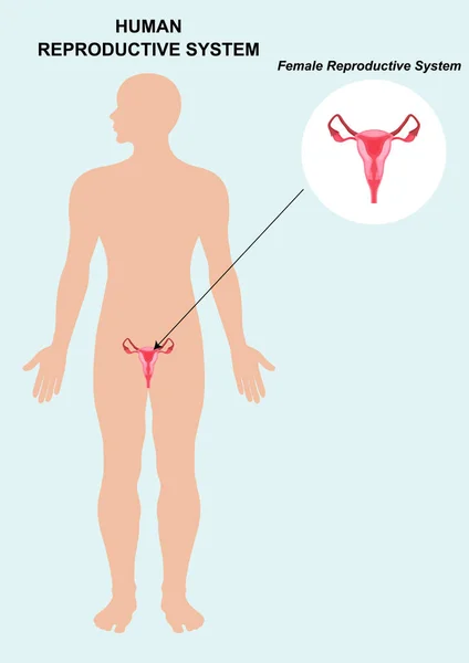 Anatomie Ženského Reprodukčního Systému Izolované Bílém Pozadí — Stockový vektor