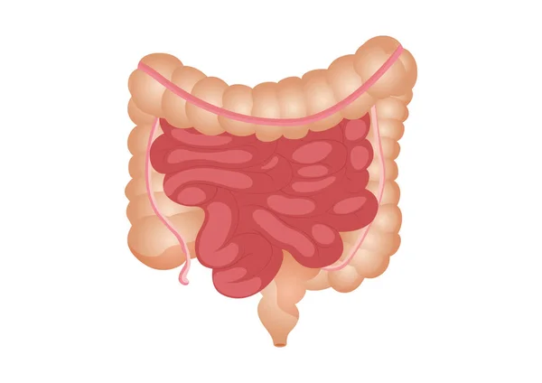 Flat Vector Illustration Small Large Intestine Human Internal Organ Digestive — Stock Vector