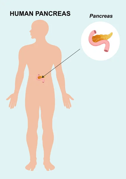 Menselijke Alvleesklier Orgaan Anatomie Vector Illustratie Van Pancreas Orgaan Geïsoleerd — Stockvector