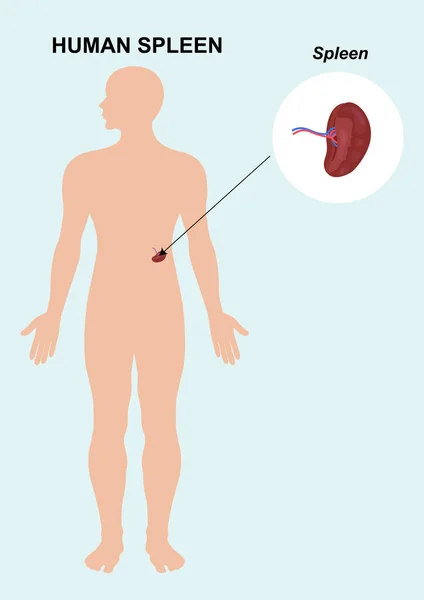 Menselijk Milt Orgaan Milt Anatomie Vector Illustratie — Stockvector