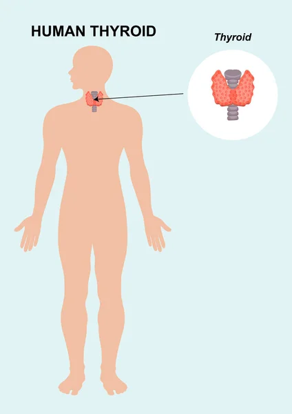 Vektorová Ilustrace Anatomie Lidských Štítné Žlázy — Stockový vektor