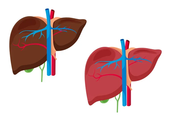 Структура Анатомії Печінки Орган Печінки Ізольований Білому Тлі Векторні Ілюстрації — стоковий вектор