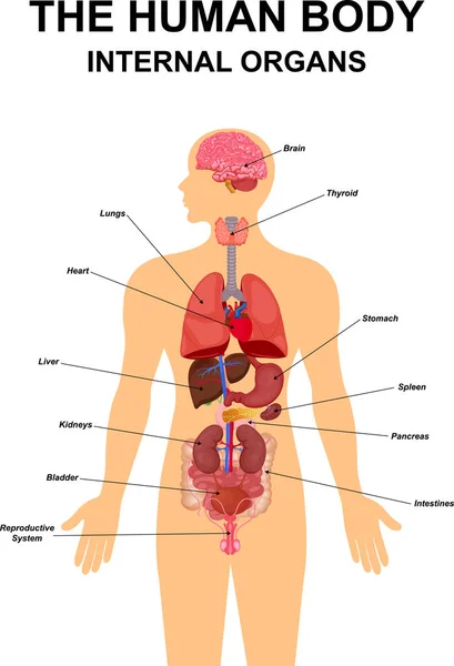 Infographie Des Organes Internes De La Femme. Anatomie Du Corps Humain,  Poumons, Reins, Cœur, Cerveau, Foie