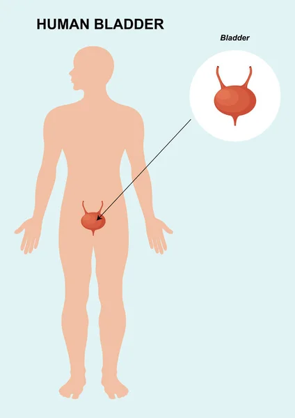 Anatomie Močových Měchýřů Anatomie Lidských Orgánů Vektorová Ilustrace Měchýře — Stockový vektor