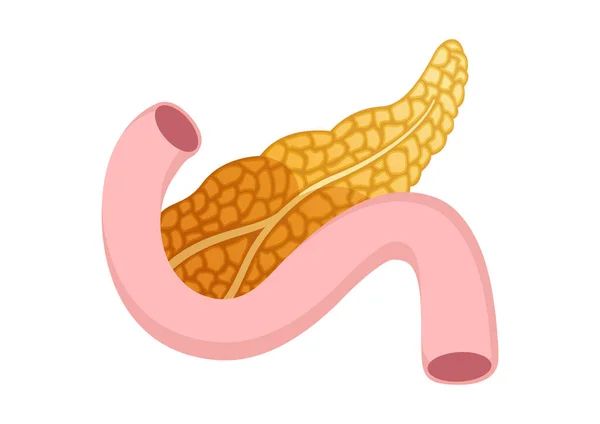 Ikon Pancreas Dalam Gaya Kartun Diisolasi Pada Latar Belakang Putih - Stok Vektor