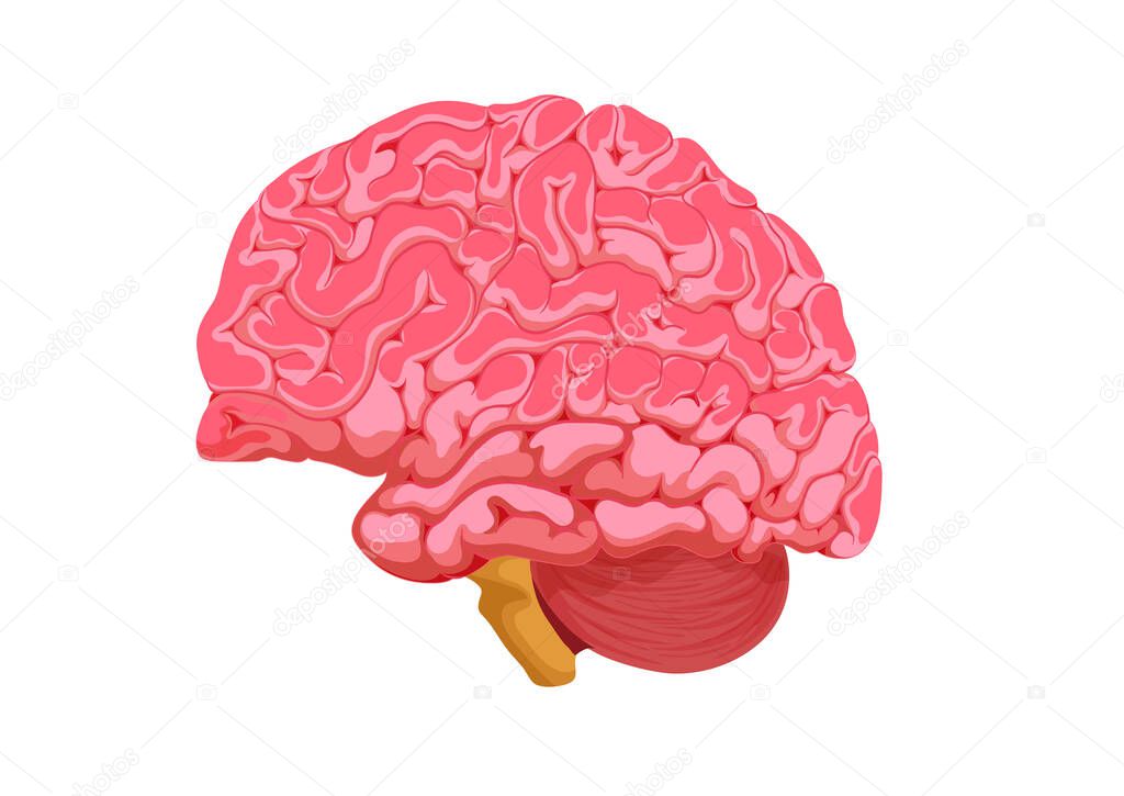 Human Brain illustration isolated on white background. Realistic human brain isolated on white background