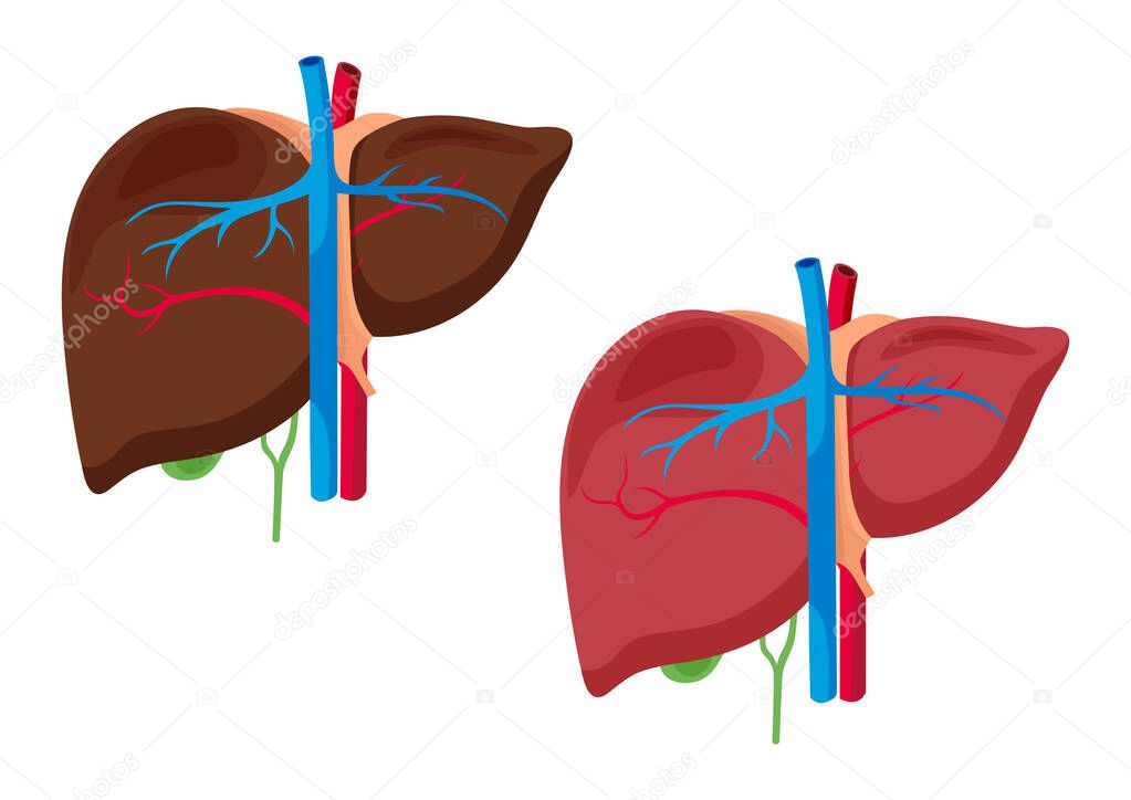 Liver anatomy structure. Liver organ isolated on white background vector illustration