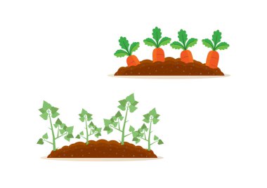 Patates ve havuç hasadı.