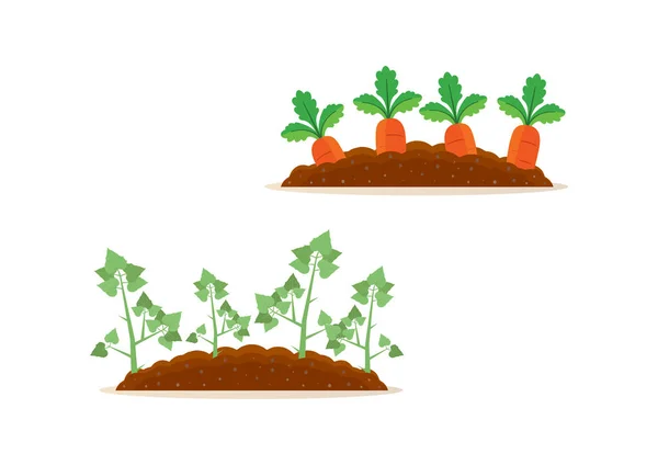 Clipart Récolte Pommes Terre Carottes — Image vectorielle