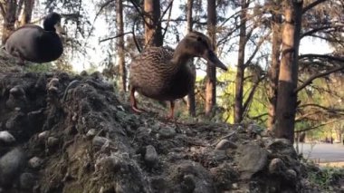 Torino, Parco del Valentino 'da Mallard' lı bir kadın ve erkek.
