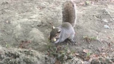 Turistler tarafından Torino, Parco del Valentino 'da atılan fıstığı sincap yakalıyor..