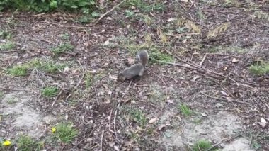 Turistler tarafından Torino, Parco del Valentino 'da atılan fıstığı sincap yakalıyor..