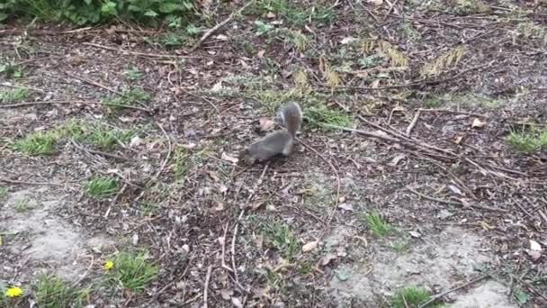 Eekhoorn Vangt Een Pinda Gegooid Door Toeristen Parco Del Valentino — Stockvideo