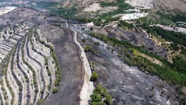 Vegetatie Verwoest Bomen Verbrand Door Enorme Brand Die Berg San — Stockvideo