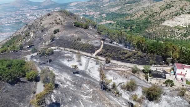 Vegetation Destroyed Trees Burned Vast Fire Hit Mountain San Michele — Stock video