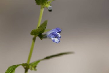 Sıradan bir kafatası bitkisinin çiçeği, Scutellaria galericulata